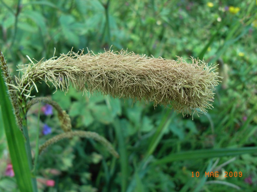 Carex pendula / Carice maggiore